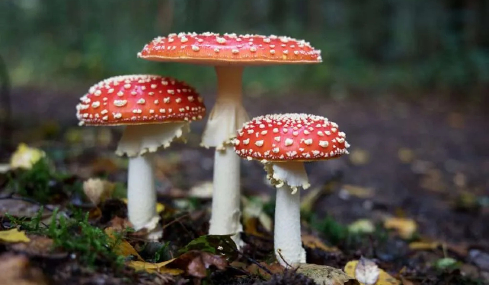 Microdosing Mushrooms: Miracle Tool Or Risky Trend?