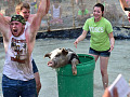 catching greased pig 4 15